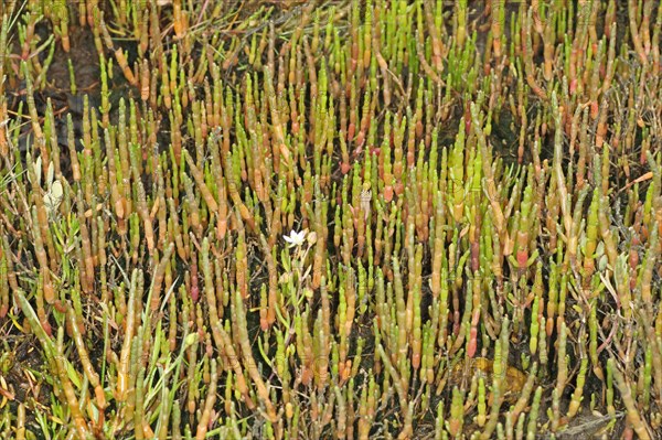 Perennial Glasswort