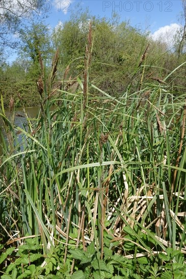 Common or black sedge