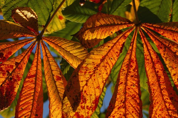 Horse-chestnut