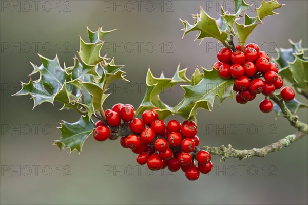 European Holly