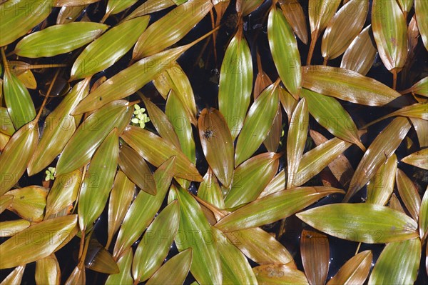 Bog Pondweed