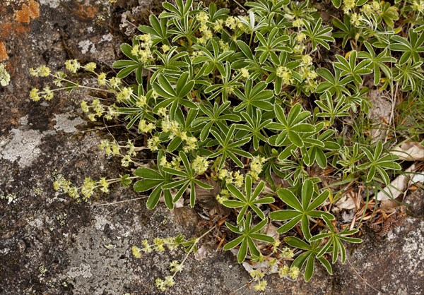 Silvery Lady's-mantle