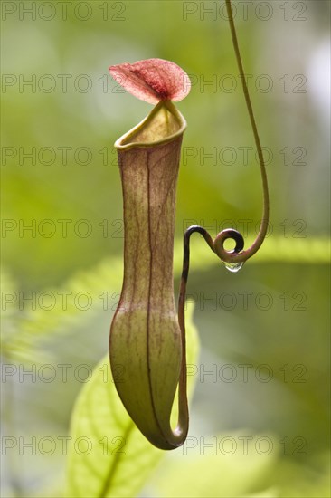 Nepenthes madagascariensis