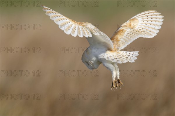 Barn Owl