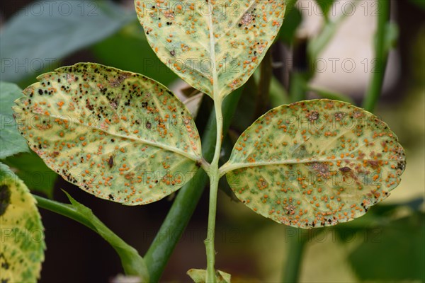 Rose rust