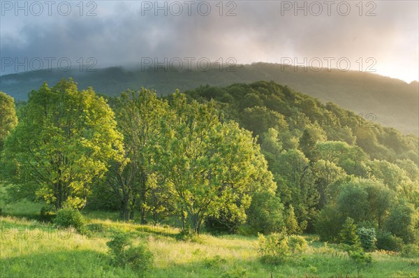 View of montane meadow and forest habitat at sunrise