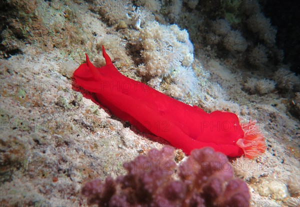 Spanish Dancer