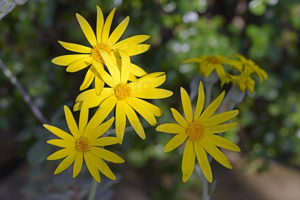 Flower of a succulent