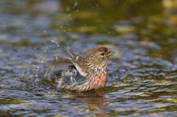 Common redpoll