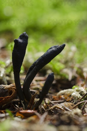 (Cordyceps ophioglossoides)