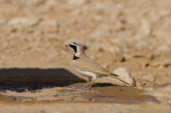 Temminck's horned lark