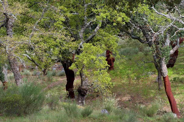 Cork oak