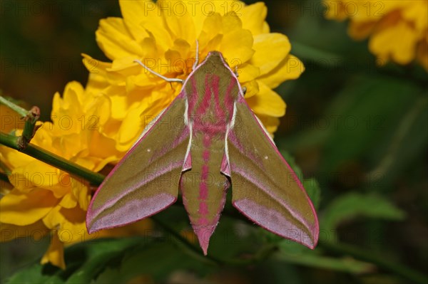 Elephant hawk-moth