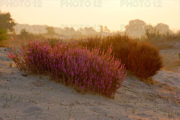Heather in the morning light