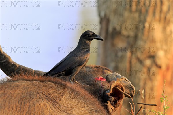 House crow