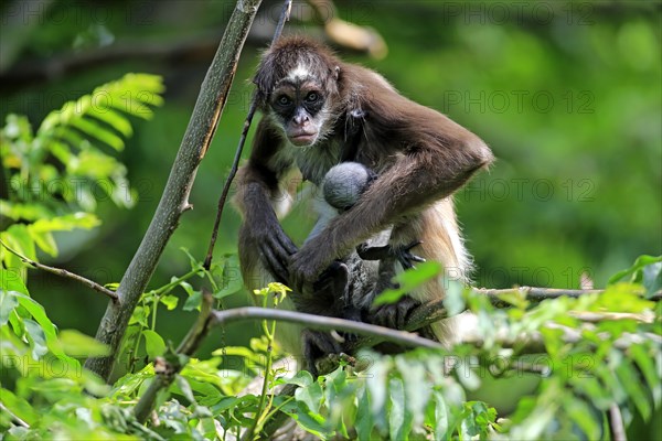 White Bellied Spider Monkey