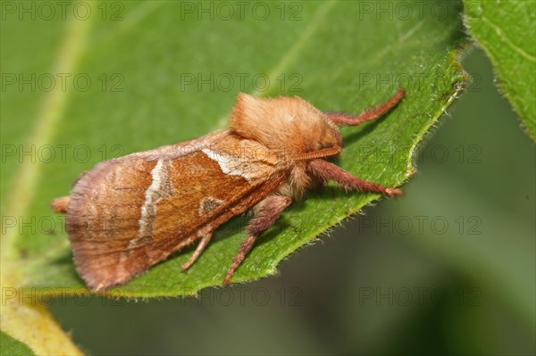 Dock rootworm