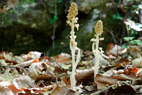 Bird's Nest Orchid