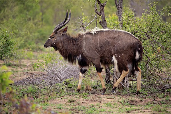 Nyala