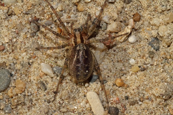 Wolf spider