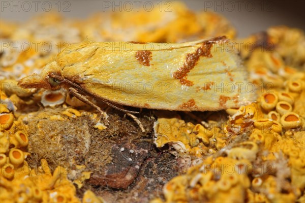 Hook-marked straw moth