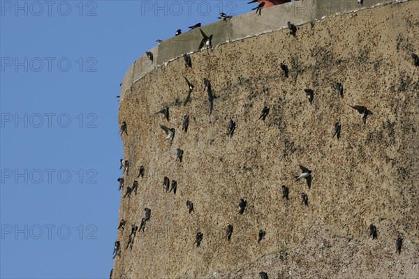 House Martin