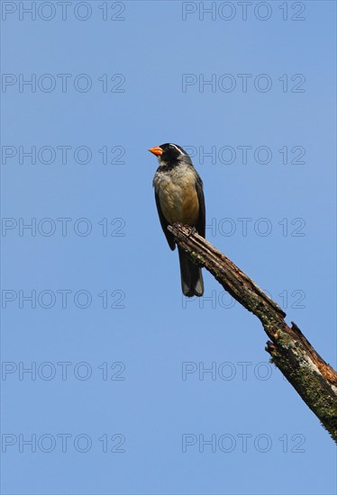 Golden-billed Saltator