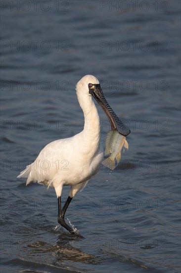 Black-faced black-faced spoonbill