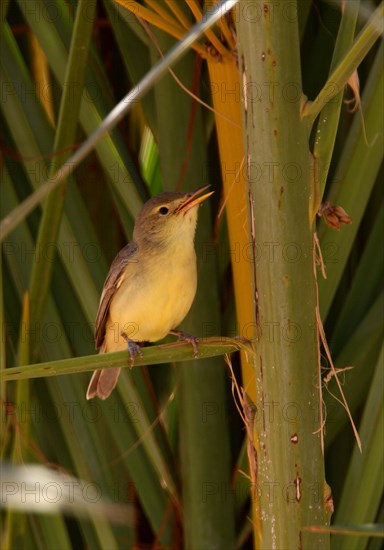 Melodious Warbler