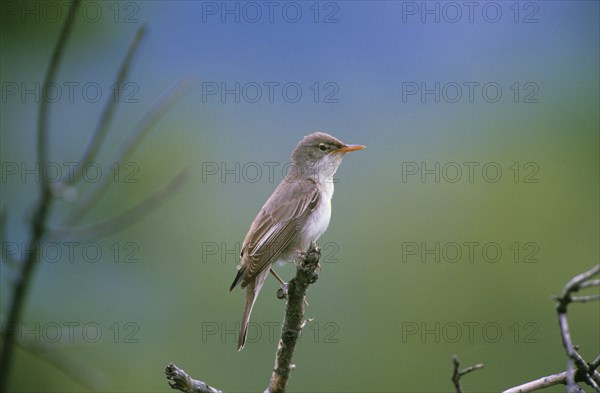 Olive Warbler