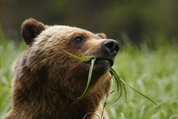 Grizzly Bear