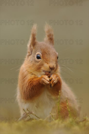 Eurasian red eurasian red squirrel