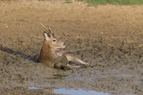 Red Deer