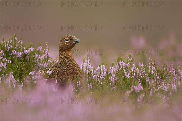 Red Grouse