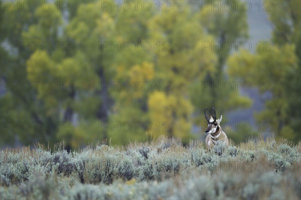 Pronghorn