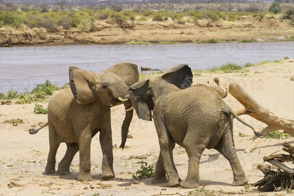 African elephant