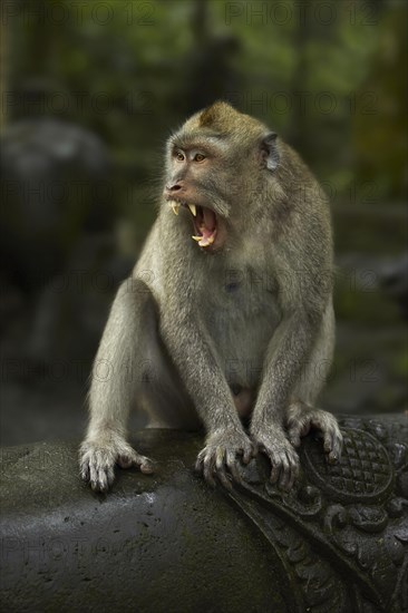 Crab-eating macaques