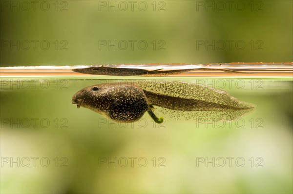 Common common frog