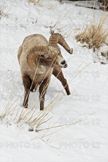 Bighorn sheep