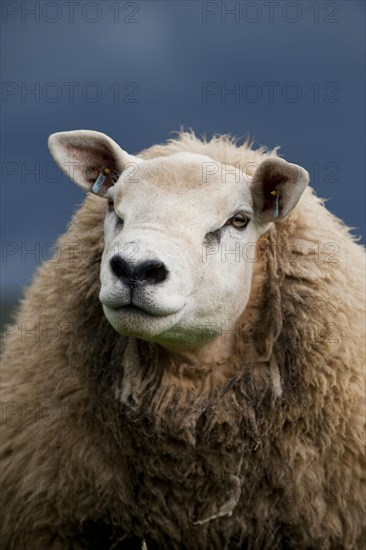 Domestic Sheep