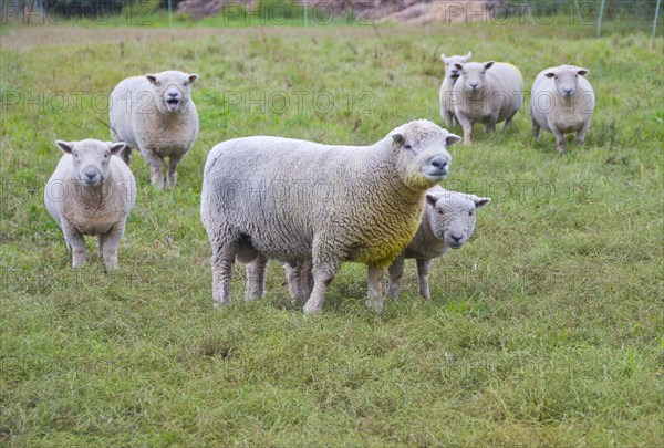 Domestic Sheep