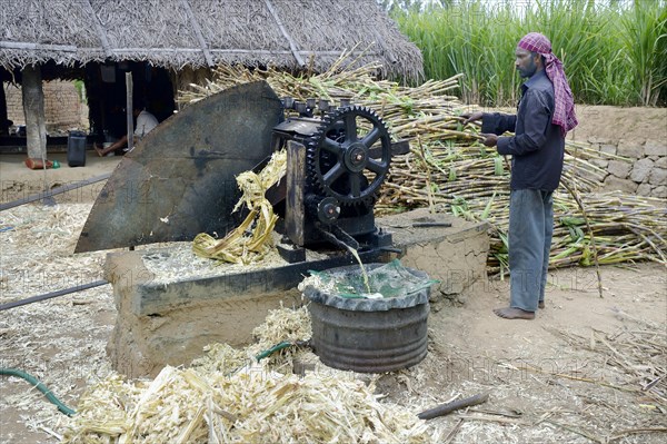 Sugar cane