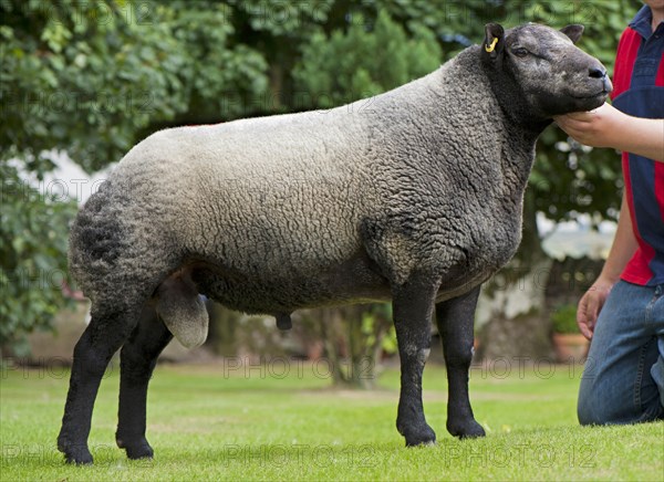 Domestic Sheep