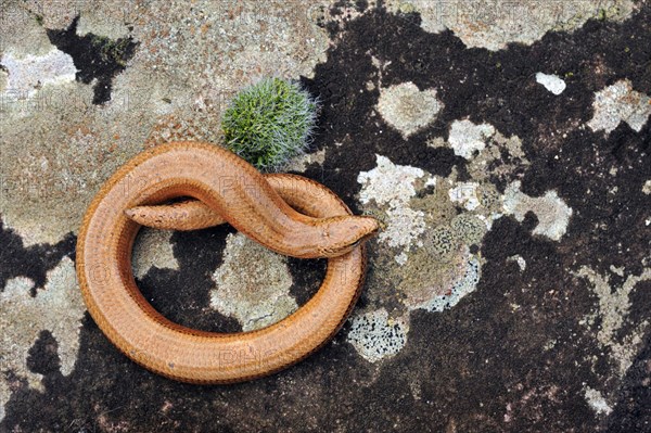 Slow worm