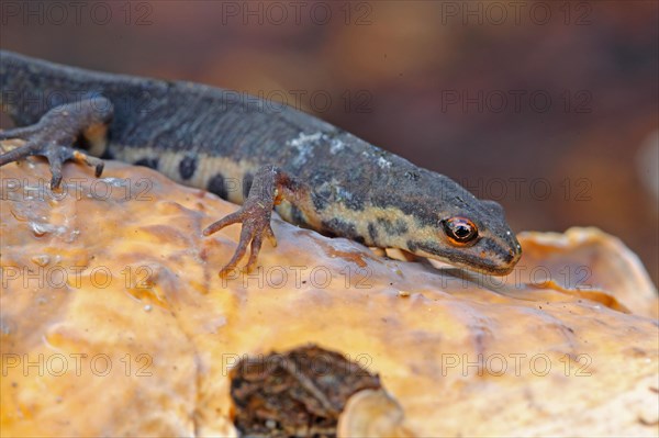 Smooth Newt