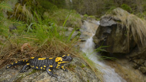 Fire Salamander