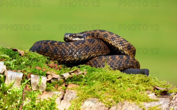 Adder