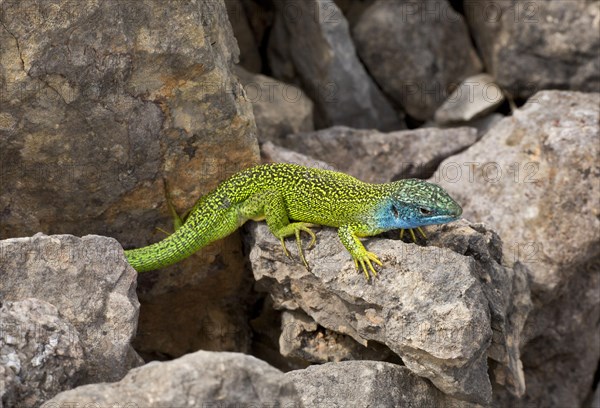 Western Green Lizard