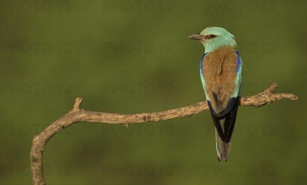 European Roller