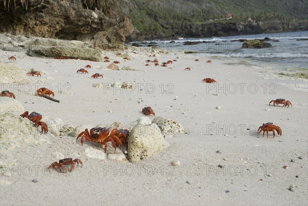 Christmas island red crab